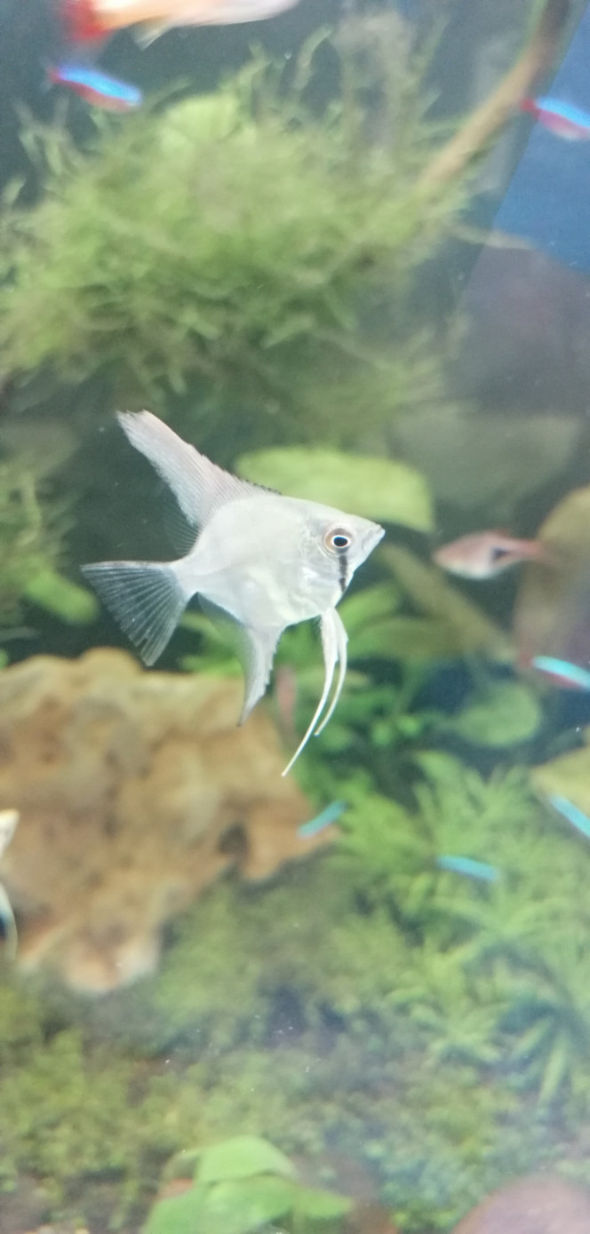 Pterophyllum scalare 