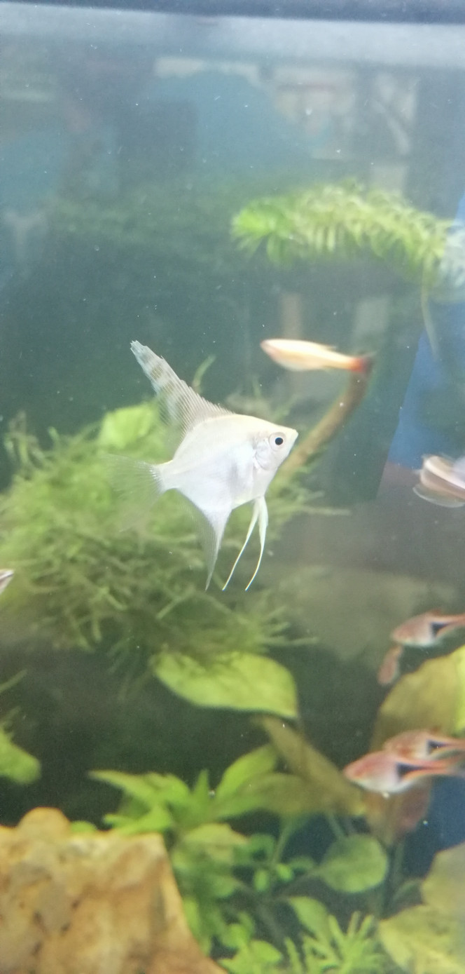 Pterophyllum scalare 