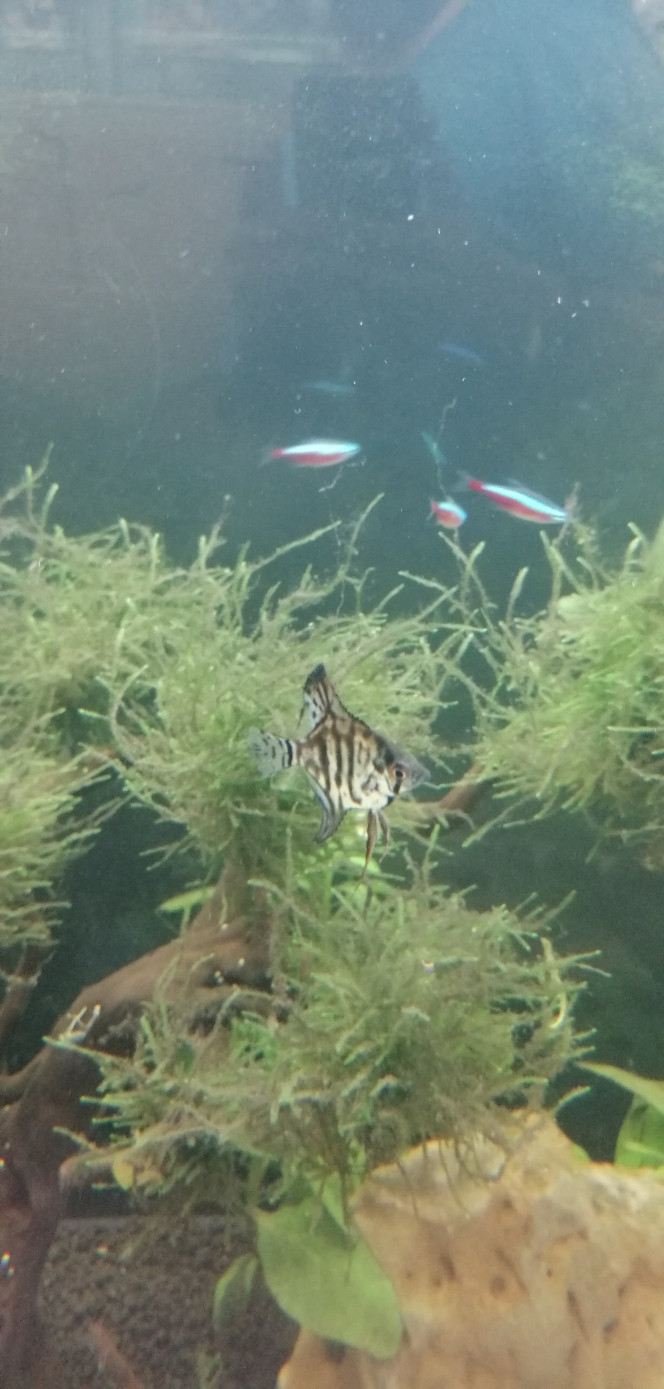Pterophyllum scalare 