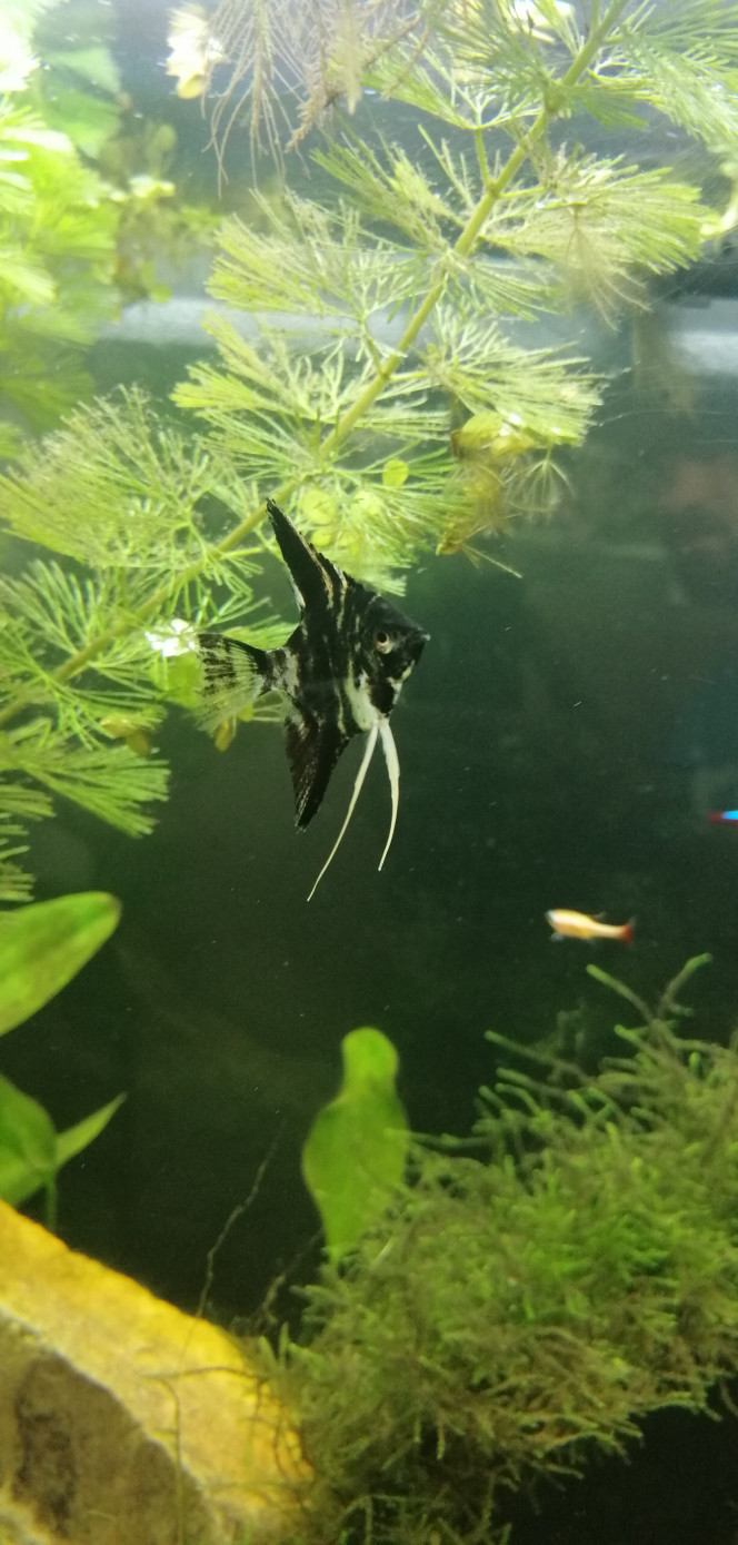 Pterophyllum scalare 
