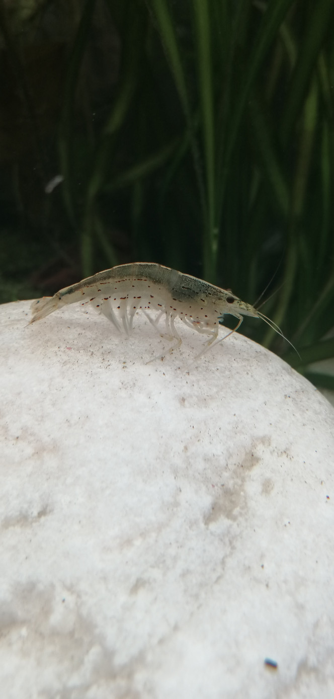 Caridina multidentata 