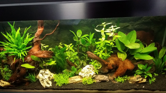 Remise en forme surface J+13 Le sable de Loire ne me convenait pas pour le rendu des couleurs, beaucoup trop clair.
Donc remise en forme avec une couche de gravier noir de chez Sera et modification d'emplacement pour quelques plantes.