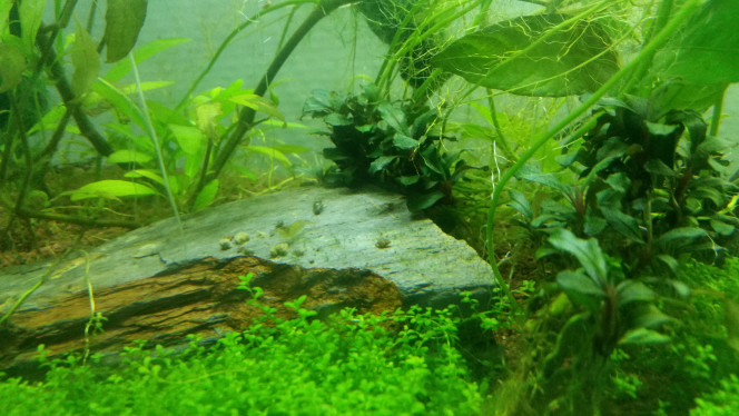Bébé crecre Une de mes petites à côté d'une adulte, on voit bien le point auquel elle est minuscule! Elle est à l'ombre de la plante sur la gauche de la pierre