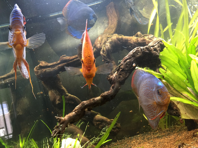 3 discus de faces 