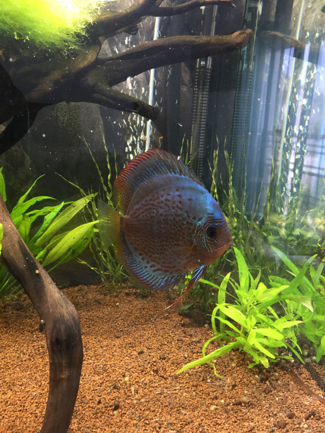 Mon nouveau BLUE SNAKSKIN LÉOPARD 