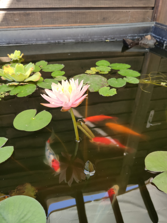  Première fleur de Nymphaea 'Colorado',  une deuxième est en préparation!!!  :D