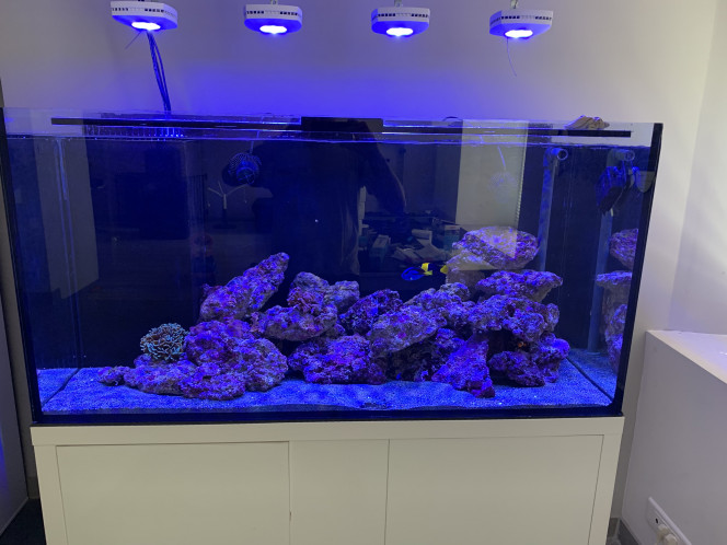 Tony 14220 Aquarium 300 litres avec décante de 50 litres