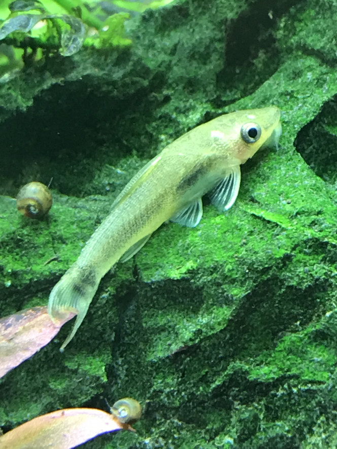 Otocinclus Affinis Albinos D