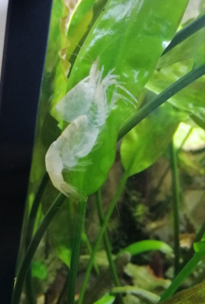  Mue de Caridina Japonica
