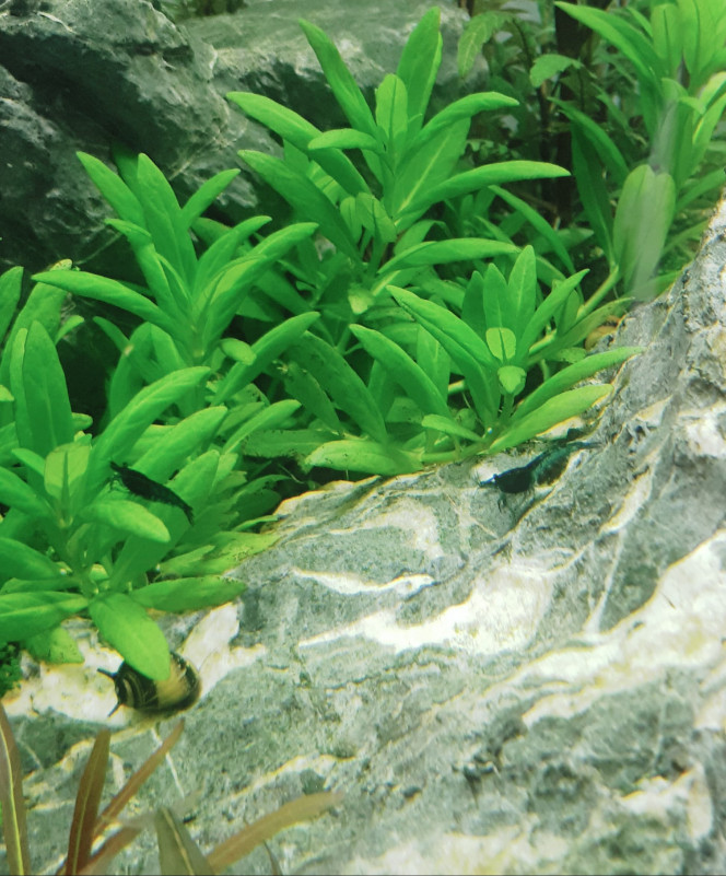  2 petits nouveaux blue velvet de sorti !  Et à nouveau une grainée ! :D