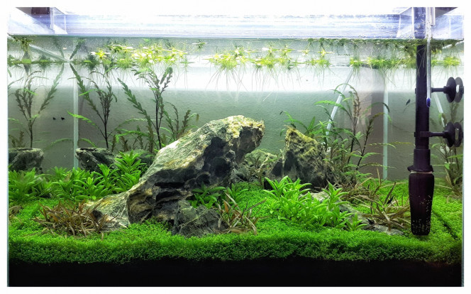  On s'éloigne de l'iwagumi avec toutes ces plantes qui prolifèrent...
Il va falloir tailler et dégrossir tout ca !