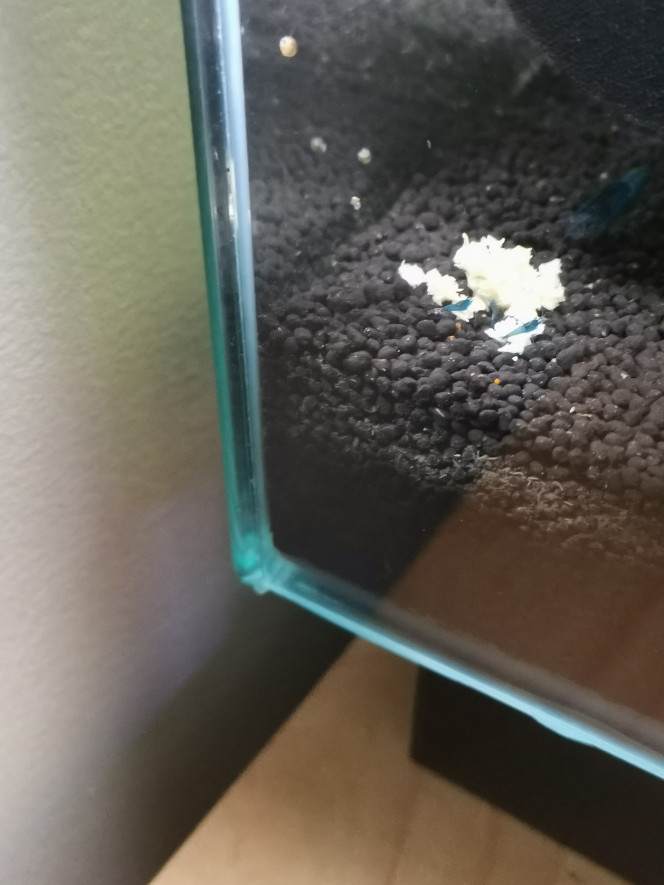  Bébés Blue Velvet