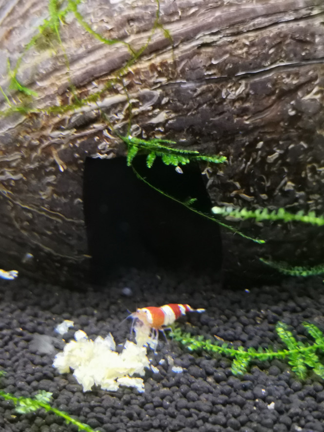  Red Crystal