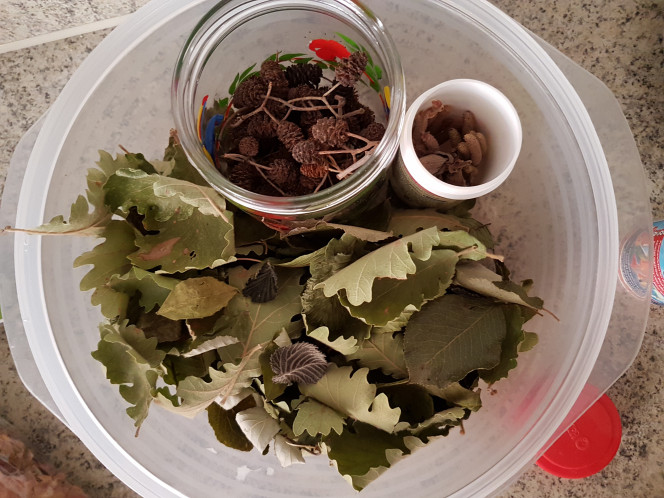 Litière maison Feuilles de chêne, noisetier, poirier, pommier, prunier, cerisier, noyer, murier sauvage,  fleur de noisetier, cupule de noisetier