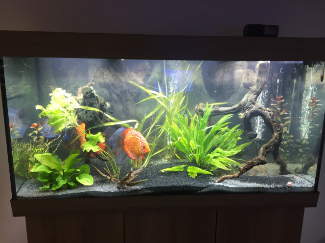 Changement de sables J ai mis du sensibar de JBL + manado dark + sable gravier noir