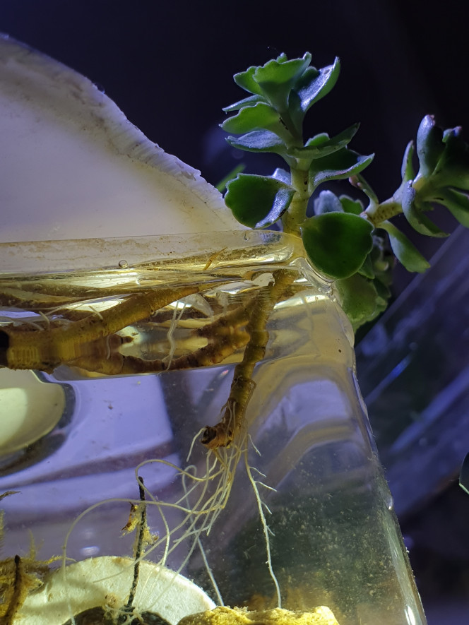 La Source Trois plantes de la famille des Crassulacées. Cette variété est appelée Orpin Bâtard ou Sedum Spurium. 
Elles ont été mise à l'eau la mi-juillet 2019. Cette famille de plantes poussent en majorité dans des régions ou zones arides. Elles supportent aussi le froid, parfois en dessous de 0°. Au debut les feuilles étaient plates. Maintenant elle grandissent en espérant voir les fleurs bientôt.
