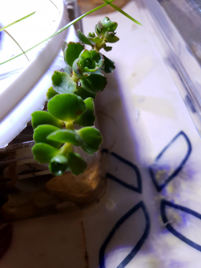 La Source Trois plantes de la famille des Crassulacées. Cette variété est appelée Orpin Bâtard ou Sedum Spurium. 
Elles ont été mise à l'eau la mi-juillet 2019. Cette famille de plantes poussent en majorité dans des régions ou zones arides. Elles supportent aussi le froid, parfois en dessous de 0°. Au debut les feuilles étaient plates. Maintenant elle grandissent en espérant voir les fleurs bientôt.