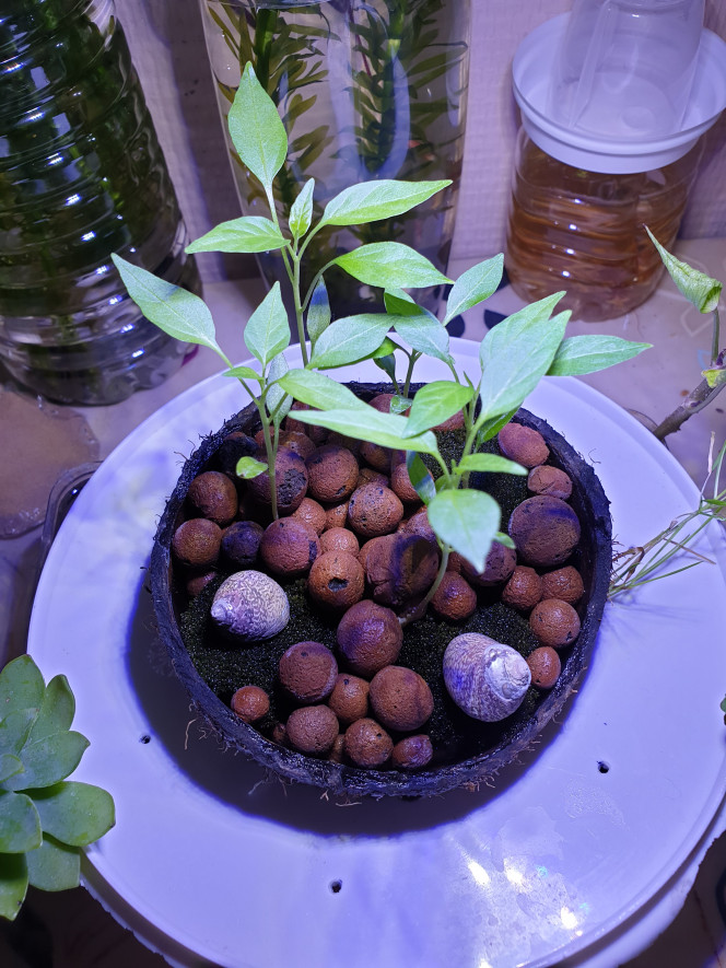 La Source Plants de piments. En hydro.