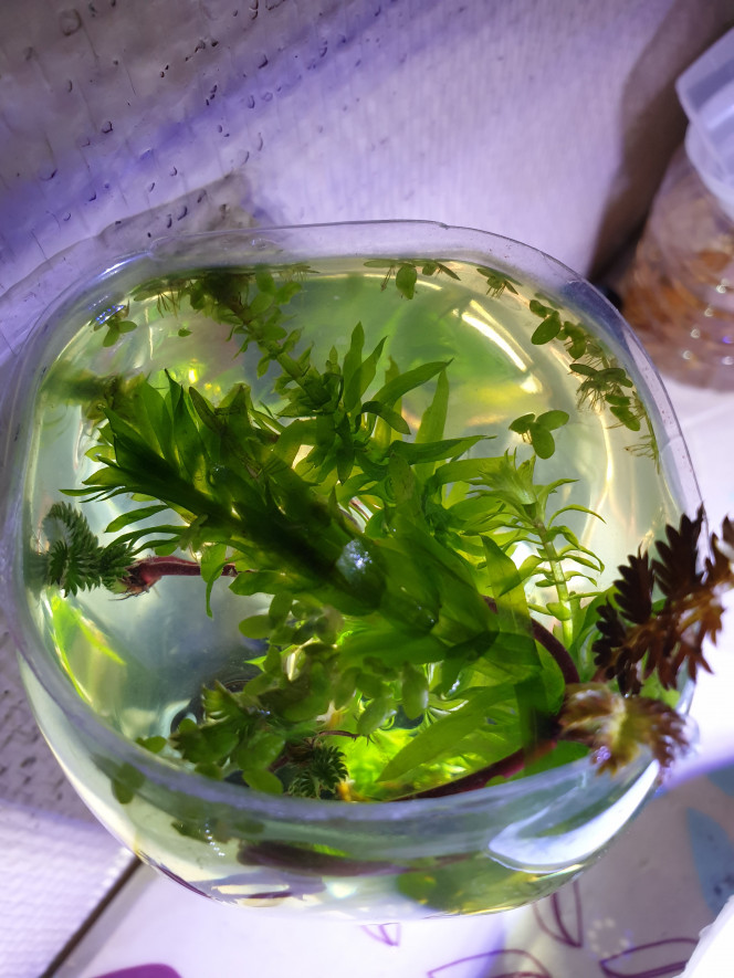 Côte d'Armor La plante avec ces très belle longues tiges rouges se nomme Potentille Ansérine. Une plante vivace et rampante. Je l'ai cueilli près des côtes de Pordic, tout près d'un ruisseau, en face de la mer. Dans ce bac on y touve des galets noirs et 2-3 coquilles de mollusques que j'ai pris sur la plage lors de mon sejour en bretagne; de la mousse terrestre, ainsi qu'une Elodée et des Lemna en surface. L'eau n'a pas été changée depuis le 31/7/2019 , date de sa mise en eau.