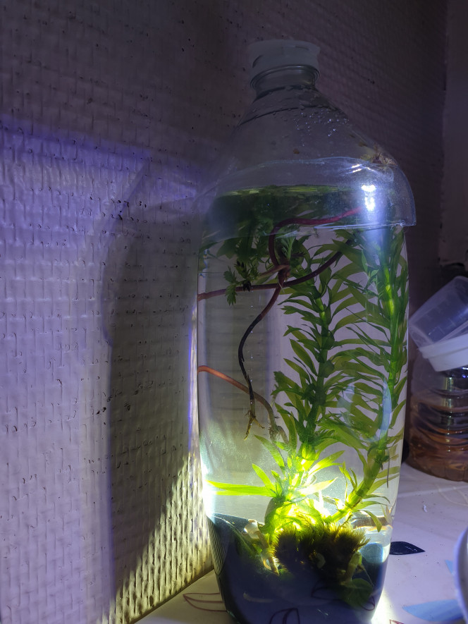 Côte d'Armor La plante avec ces très belle longues tiges rouges se nomme Potentille Ansérine. Une plante vivace et rampante. Je l'ai cueilli près des côtes de Pordic, tout près d'un ruisseau, en face de la mer. Dans ce bac on y touve des galets noirs et 2-3 coquilles de mollusques que j'ai pris sur la plage lors de mon sejour en bretagne; de la mousse terrestre, ainsi qu'une Elodée et des Lemna en surface. L'eau n'a pas été changée depuis le 31/7/2019 , date de sa mise en eau.