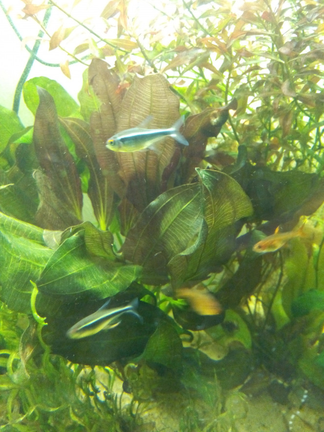 Echinodorus Osiris Double Rouge 