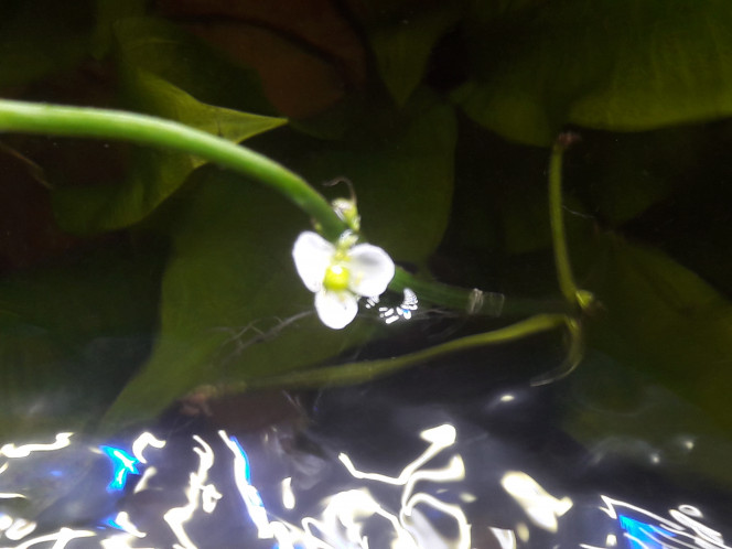 Fleur d'Echinodorus En fleur ce jour..