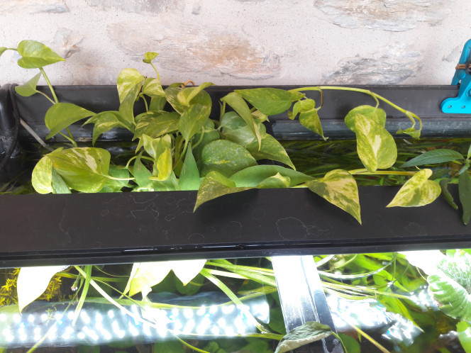 Ajout de Pothos dans un pot transparent. 