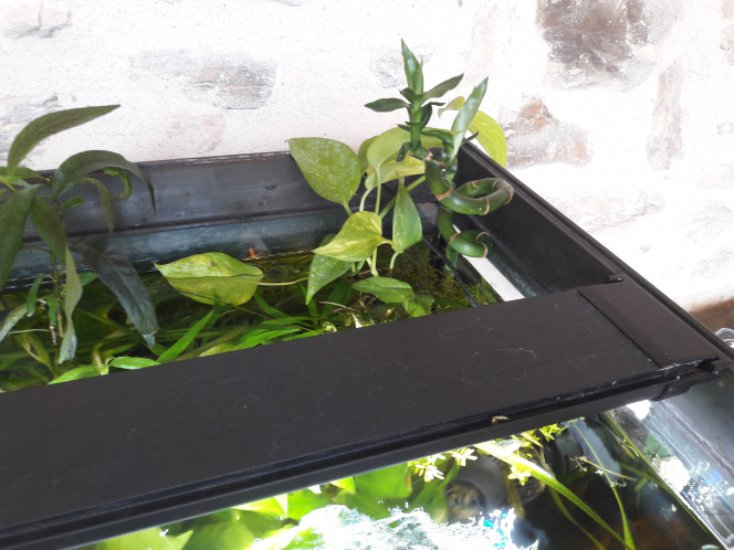 Ajout de 2 tiges de Pothos, directe dans le bac et un Lucky Bambou 