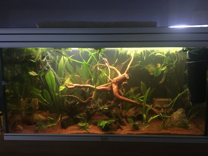 Biotope amazonien 