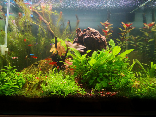  Après les ravages des algues qui ont fini par être domptées par différents ajustements (Co2 etc...) et l'explosion de crevettes dans mon bac (qui après avoir fini les algues ont attaqué les plantes) , voici la V2 de mon bac. On va attendre que tout repousse et je reviendrais mettre à jour les photos.