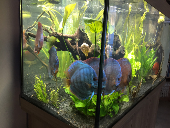 Nouveaux Discus PIWORASKI 
