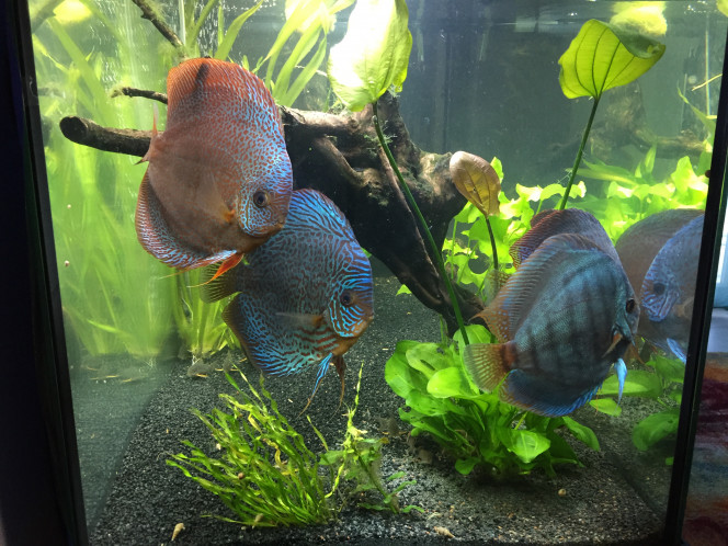Nouveaux Discus PIWORASKI 
