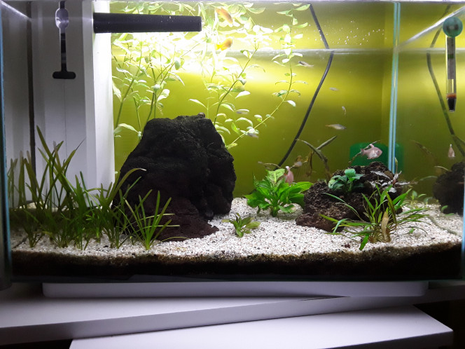  C'est qu'elles poussent bien ces plantes ! :D