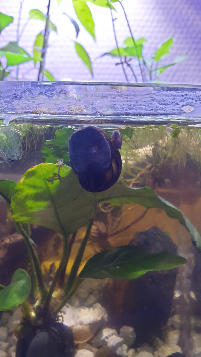 La Neritina vient de trouver un nouvel ami ;) Les deux physes grossissent rapidement et sont doté d'une grande vitesse de déplacement.  J'aime aussi voir les physes monter à la surface et descendre tel un plongeur. C'est surprenant.