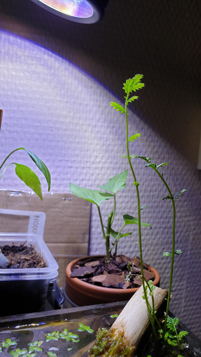  De plus en plus haut  ) j'aime beaucoup cette plante que je ne connaissais pas auparavant.  Avec ces tiges rouges longues commes des lianes.