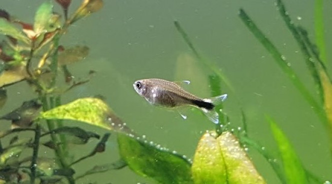 Photographie du post de Grendrak 