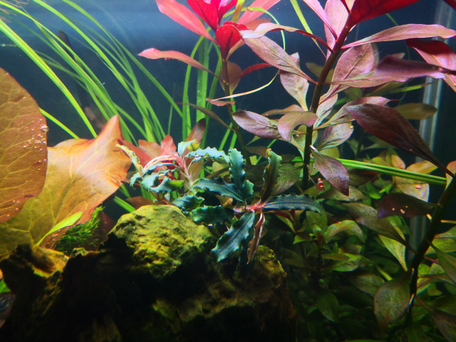 Bucephalandra biblis 