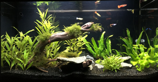 Mois 4 Changement de place pour les plantes