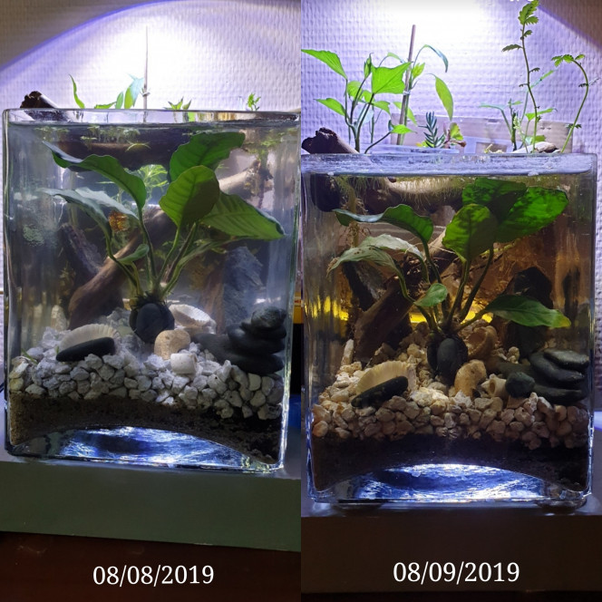  Vois une photo comparative de l'évolution de mon aquarium durant une période d'un mois. Je pense que mon aquarium est prêt à accueillir de nouveaux occupants.  Je trouve que maintenant il a un aspect beaucoup plus naturel.  L'eau est très clair et n'est plus trouble comme au début.  Les physes et la Neritina sont toujours là ;) 
Les lentilles d'eau prolifèrent et les plantes se sont installées comme chez eux????