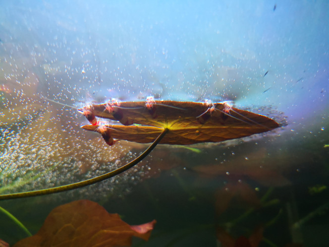 Crevettes attablées à une feuille de nymphéa :) 