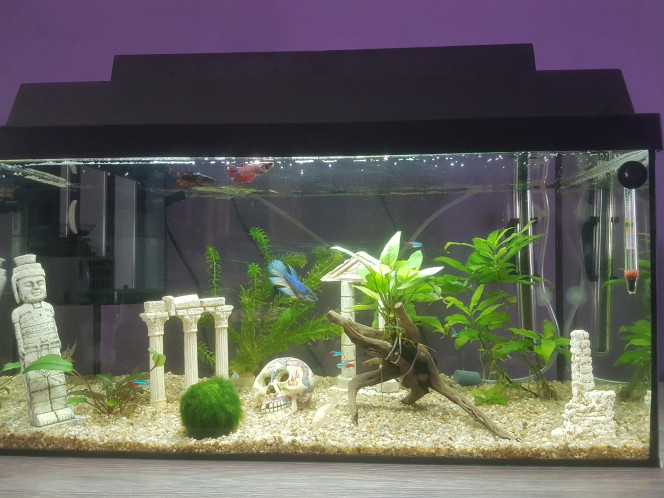 Mon aquarium du bas Aquarium naturel de 50l.
Avec trois combattants femelles, six néon, deux corydoras et un ancistrus.
Avec une Cryptocoryne, une anubia, une boule d'algues ,une élodée et une hydrophila.
Filtrage chauffage plus pompe à air.