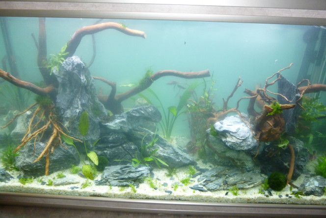 aquatlantis fusion 100 en cour de cyclage… eau devient trouble...