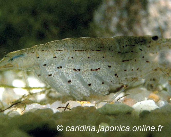 Photographie du post de shanganagh-takhisis 