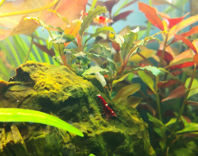 Mutation CRS Et voici une très jolie mutation apparue dans mon bac au fil des reproduction :) de couleur bordeaux beaucoup plus sombre que le rouge de CRS classique avec de petites taches blanches sur la tête et les épaules ainsi que sur la queue. Elle s'est reproduit et j'ai 3 spécimens dans mon bac, les 2 autres non quasiment plus que les taches sur la queue.