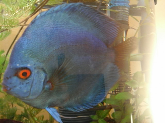 Photographie du post de chupa 