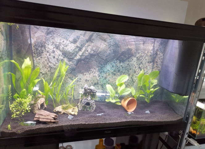  des nouvelles plantes