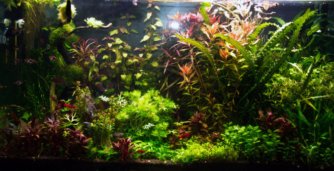 Photographie du post de aqua-sympa22 