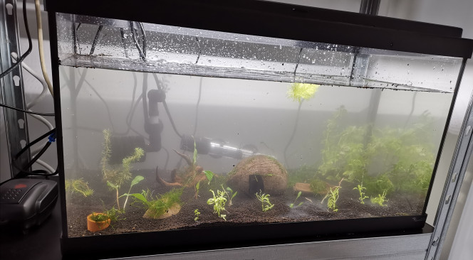  Nouveau aquarium pour les Red Crystal...