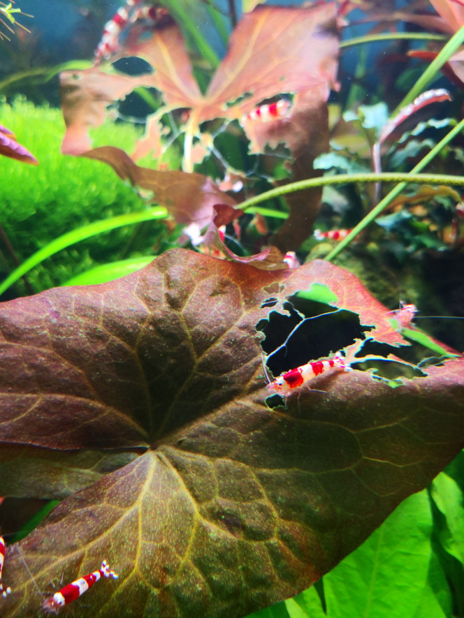 Voraces ! Elles sont nourrit aux granulés spécial crevette, aux restes de bouffes, aux vers de vases et tubifex, mon nymphéa se porte à merveille et elles me le dezinguent!!! 1 nuit ! 2 feuilles à moitié bouffées !
