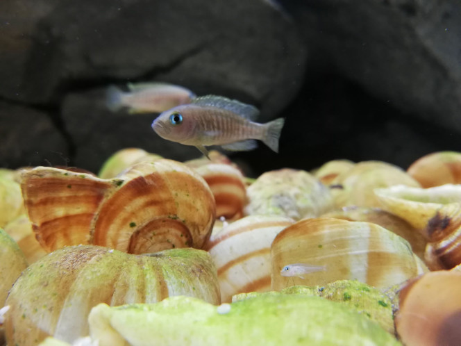 Neamprologus Multifasciatus Les premiers alvins ont déjà les mêmes yeux craquants que leurs parents :-)